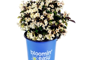 Weigela 'Tuxedo' New 2026